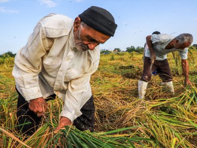 ۴۰ ظرفیت بی‌نظیر توسعه کشاورزی ایران
