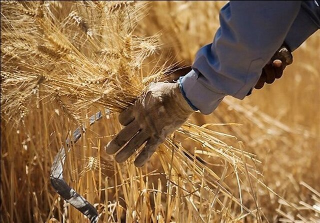 قیمت گندم بدون تعیین تکلیف نان نهایی نمی‌شود
