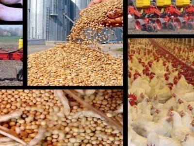 هشدار درباره تبعات گرانی نهاده‌ها بر قیمت مرغ !