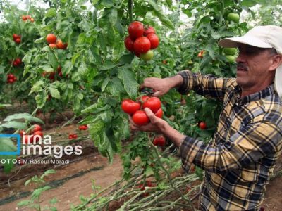 تحقق تولید ۱۶۰ میلیون تنی محصولات کشاورزی با مدیریت مصرف آب