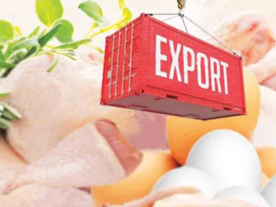 علامت جدید به بازار مرغ با آغاز صادرات