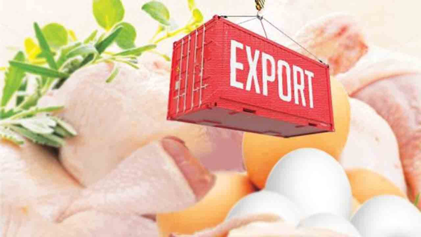 علامت جدید به بازار مرغ با آغاز صادرات