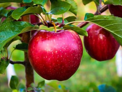 کاهش تولید محصولات باغی/ مرکبات و سیب صدرنشین تولید