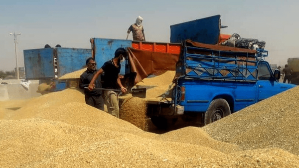 گندم از چرخه خرید تضمینی خارج شد